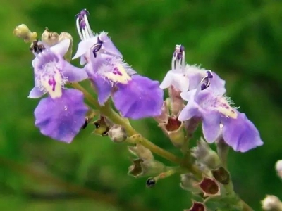 荊條花在那里能種