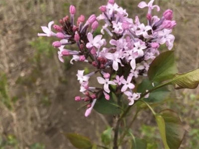 丁香花樹能在北方種嗎