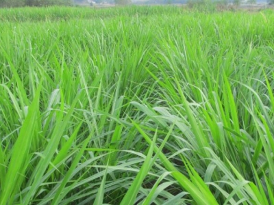 黑麥草一畝地能產(chǎn)多少斤草