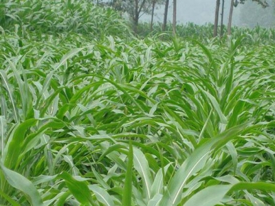 墨西哥玉米草每畝地能產多少斤