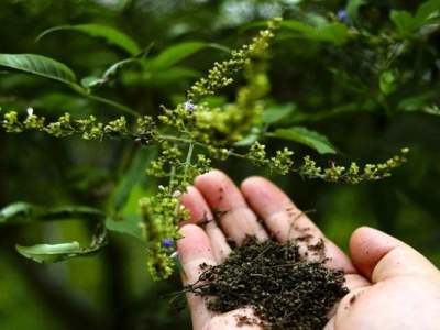 黃荊條種子什么時候播種？