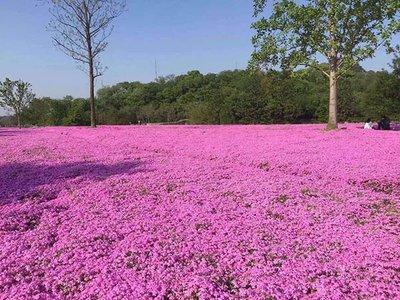 芝櫻花種子每平方多少克