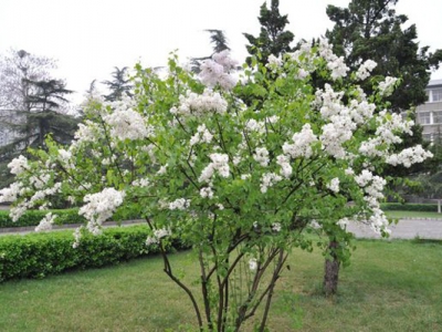 丁香花是什么植物？