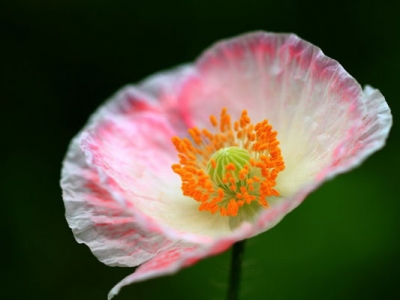 虞美人花的花期幾月結束？