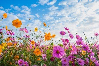 草花種子如何種植