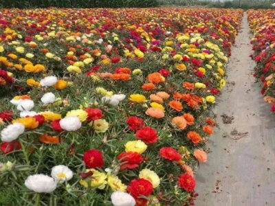 太陽(yáng)花花種子什么時(shí)候播種