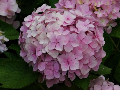 繡球花種好發(fā)芽嗎