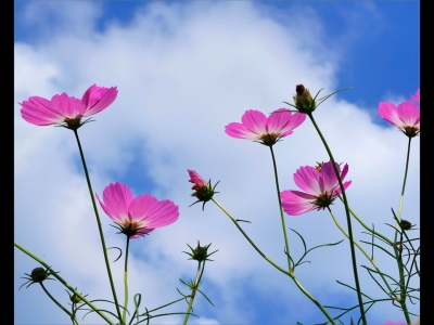 格桑花種在院子里好不好