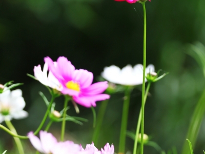 家里種格桑花好不好