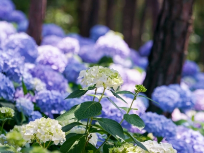 繡球花哪個(gè)月栽種好