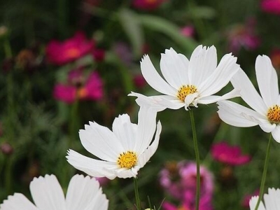 為什么有些波斯菊開(kāi)花白色的很多