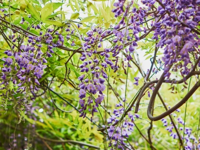 紫藤花種院子大門(mén)口好不