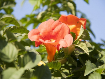 大門口種凌霄花好還是薔薇好