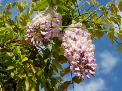 門(mén)口種紫藤好，還是凌霄花好