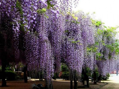 紫藤樹(shù)能月月開(kāi)花嗎？