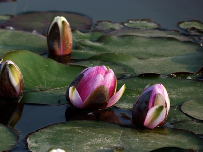 6月種睡蓮還能開花嗎？