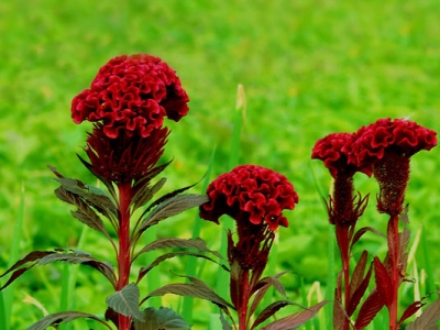 雞冠花摘心后還能開花嗎？