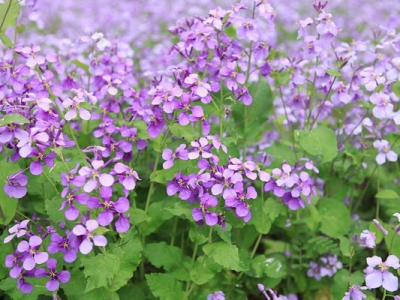 二月蘭5月種還能開(kāi)花嗎？