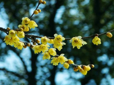 北方庭院種植的臘梅冬天能開(kāi)花嗎？