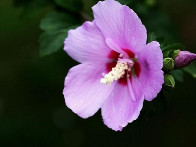 木槿花夏季能栽嗎