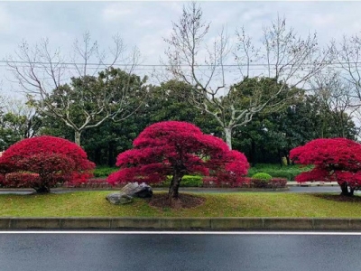 6月份移栽紅花繼木成活率高嗎？