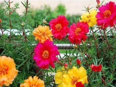 新移栽的太陽(yáng)花長(zhǎng)到多高能開花？