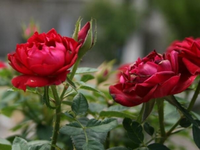 6月份能栽玫瑰花嗎