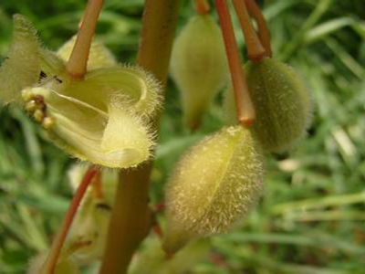 鳳仙花種子怎么催芽？