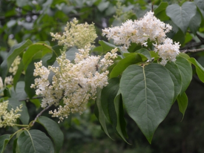 暴馬丁香花語(yǔ)和寓意是什么？