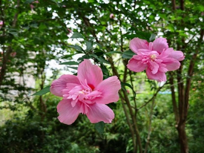 木槿花花語和寓意是什么？