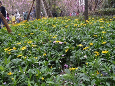 串葉松香草花語(yǔ)是什么？