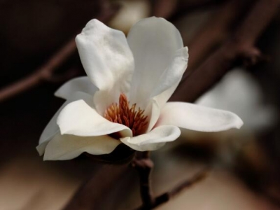 黑龍江地區(qū)能夠栽植玉蘭花樹(shù)嗎