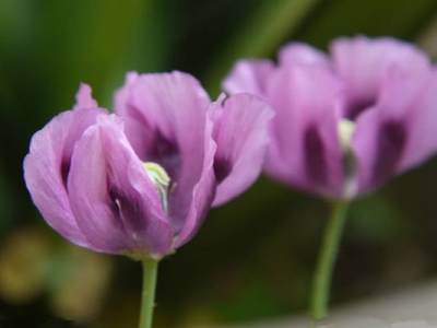 紫色虞美人的花語(yǔ)和寓意是什么？