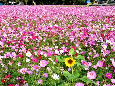 格桑花有幾季開(kāi)花？