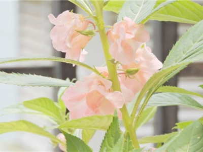 鳳仙花幾個花瓣？