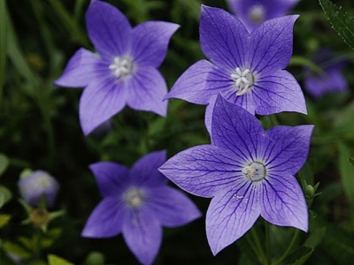 桔梗花幾天發(fā)芽？