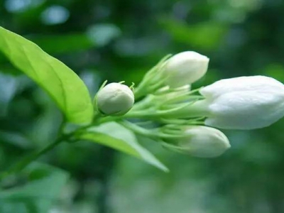 茉莉花幾天發(fā)芽？