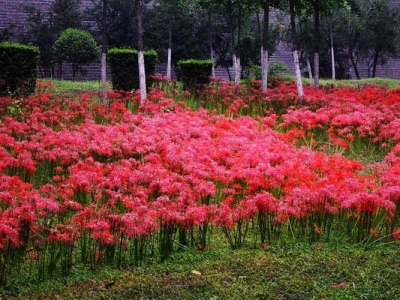 石蒜花幾月份種？