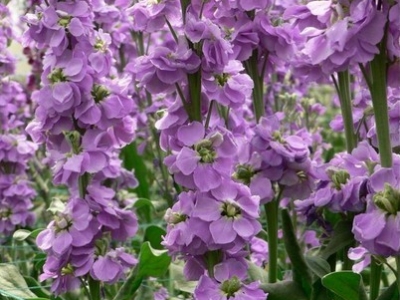 夏天開(kāi)花草本花卉