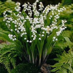 開(kāi)藍(lán)花的草本花卉