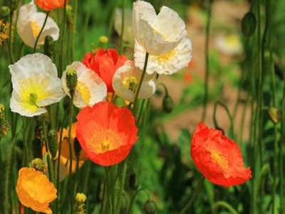 虞美人花發(fā)芽需要幾天？