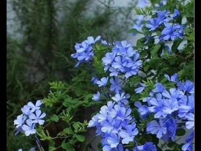 夏季開藍(lán)色花的草本植物