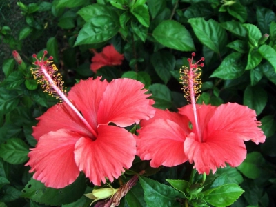 開紅顏色花的草本花卉