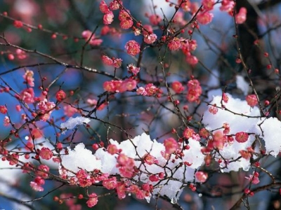 冬季會(huì)開花的草本植物