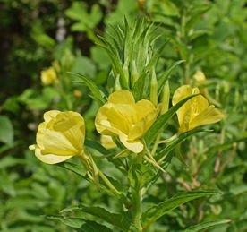 春天開(kāi)黃花的草本花卉