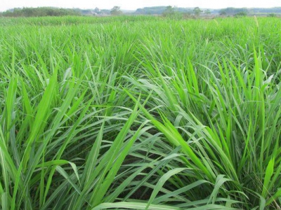 黑麥草適合河南種植嗎？