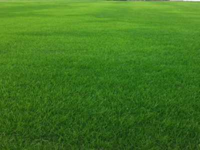 黑麥草適合在四川種植嗎？