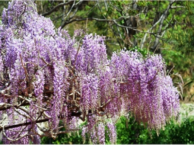 紫藤花栽院子里好嗎？