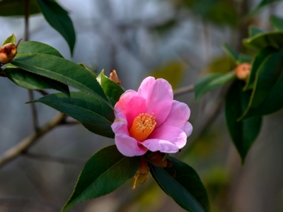 秋冬開(kāi)花的草本花卉