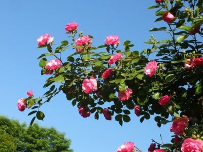 四季開(kāi)花的草本花卉